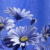 Azul violeta